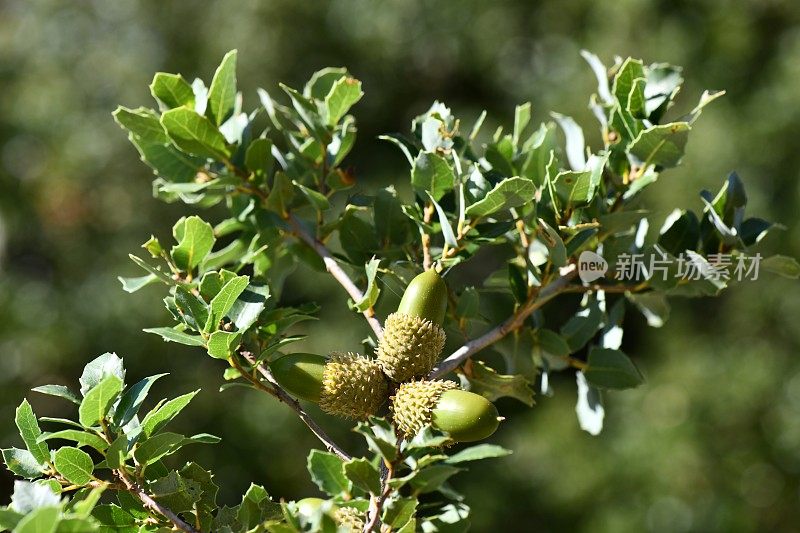 蓝天下的橡子树枝。(Quercus aucheri)